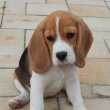 Törzskönyves beagle kislány