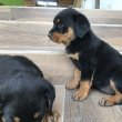 Rottweiler kölykök 