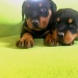 Rottweiler kölykök 