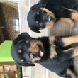 Rottweiler kölykök 