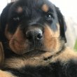 Rottweiler kölykök 