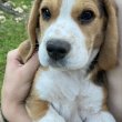 Beagle tricolor kiskutyák