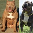 XL American Bully kölykök