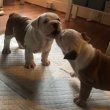 Gyönyörű fajtatiszta angol bulldog kölyökkutya