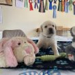 Labrador retriever kiskutyák foglalhatók