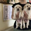 Labrador retriever kiskutyák foglalhatók