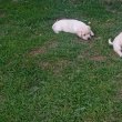 Labrador fajtiszta kiskutyák eladók