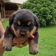 Rottweiler kiskutyák előfoglalhatóak/eladóak