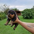 Rottweiler kiskutyák előfoglalhatóak/eladóak