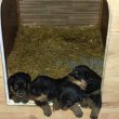 Rottweiler kiskutyák előfoglalhatóak/eladóak