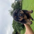 Rottweiler kiskutyák előfoglalhatóak/eladóak