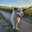 Eladó törzskönyves szuka red merle border collie 