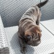 Shar pei fajtatiszta jellegű kutyusok eladòak