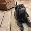 Shar pei fajtatiszta jellegű kutyusok eladòak