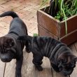 Shar pei fajtatiszta jellegű kutyusok eladòak