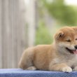 Törzskönyves Shiba inu kisfiúk keresik otthonaikat 