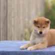 Törzskönyves Shiba inu kisfiúk keresik otthonaikat 