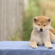 Törzskönyves Shiba inu kisfiúk keresik otthonaikat 