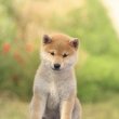 Törzskönyves Shiba inu kisfiúk keresik otthonaikat 