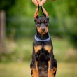 Doberman kölykök