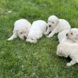 Golden Retriever kiskutyáink júliusban költöznének