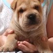 Shar pei kiskutyák eladók 