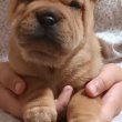 Shar pei kiskutyák eladók 