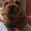 Shar pei kiskutyák eladók 