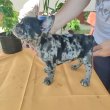 Francia bulldog Blue merle tan szuka 8 hetes 