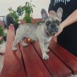 Francia bulldog sable merle tan szuka 8 hetes 