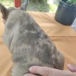 Francia bulldog sable merle tan szuka 8 hetes 