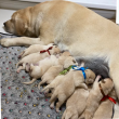 Törzskönyves labrador retriever kiskutyák 