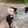 Eladó Labrador kiskutyák