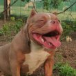 American bully Lilac Tricolor micro nő eladó! 