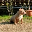 American bully Lilac Tricolor micro nő eladó! 