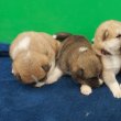 Japanse akita puppies for sale