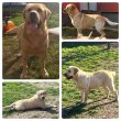 Labrador gyönyörű kiskutyák: 06-70/7710503