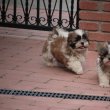 Shih tzu babák