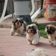 Shih tzu babák