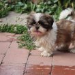 Shih tzu babák