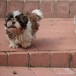 Shih tzu babák