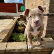 Pedigree blue nose pitbull puppies for adoption