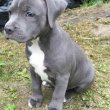 Pedigree blue nose pitbull puppies for adoption