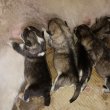 Alaskan Malamute puppies