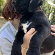 African Boerboel Puppies