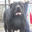 African Boerboel Puppies