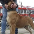 African Boerboel Puppies