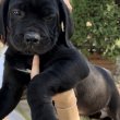 African Boerboel Puppies