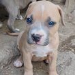  Amerikai Staffordshire Terrier kiskutyák 