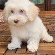 Minőségi Bichon Havanese cukiságok